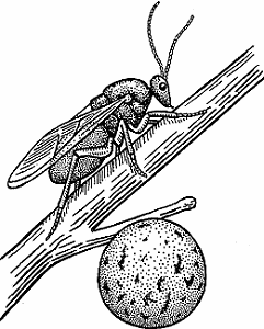 Illustration of gall wasp